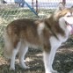 Tengo 9 meses y soy lo que mi papi lo enamoro una belleza de Husky Rojo.